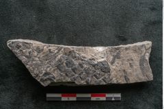 Foto (Detailansicht) von Lepidodendron obovatum Sternbg. (NHMW-GEO-2024-0188-11040)